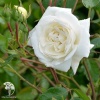Роза плетистая Вайт Нью Даун фото 1 