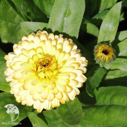 Календула Кремово-белая 