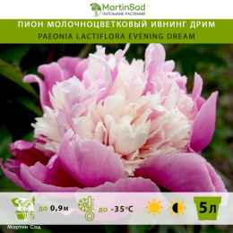 Пион молочноцветковый Ивнинг Дрим