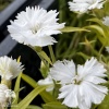 Dianthus chinensis Diana White Гвоздика китайская Диана Вайт фото 2 