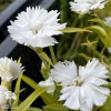 Dianthus chinensis Diana White Гвоздика китайская Диана Вайт фото 2 