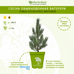 Сосна обыкновенная Ватерери