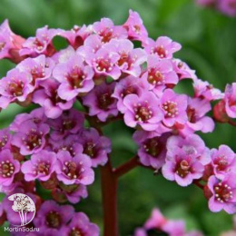 Бадан сердцелистный Нью Гибридс