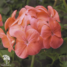 Пеларгония Рафаэлла F1 персиковая