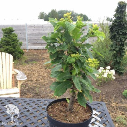 Каштан посевной Винсент Ван Гог на штамбе