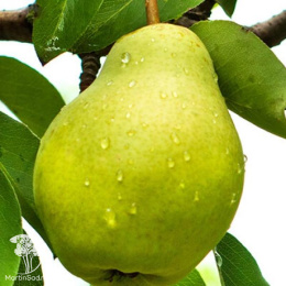 Груша гибрид Москвичка + Чижовского