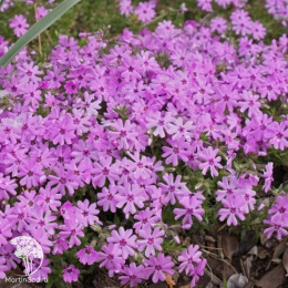 Флокс шиловидный Форт Хилл