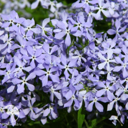 Флокс растопыренный Блу Мун