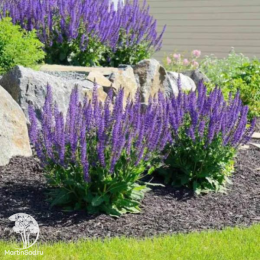 Набор для мяса розмарин лавандовый + шалфей Мерло Блю