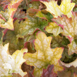 Сверхвыгодный микс! Гейхера Дельта Даун + Гейхера Линда + Гейхера Мармелад