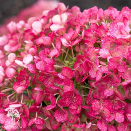 Гортензия метельчатая Ливинг Литтл Рози