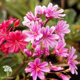 Левизия/Льюизия  котиледон (туполистная) Элис Н20