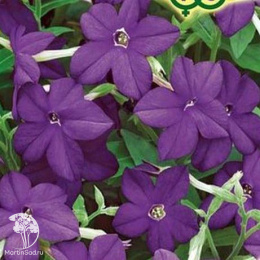 Табак Благоухающая гавань голубая F1 душистый (серия Сад ароматов)