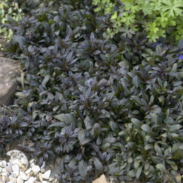 Живучка ползучая Вэлфредда