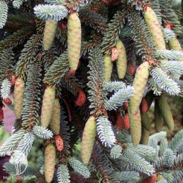 Ель сизая Коерулеа