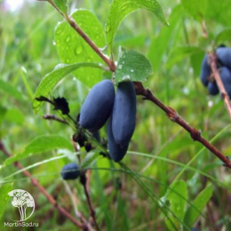  Жимолость съедобная Соска