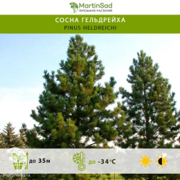 Сосна Гельдрейха