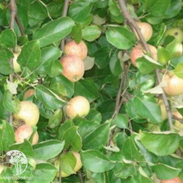 Яблоня Конфетное