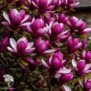 Фото Магнолия лилиецветная Нигра