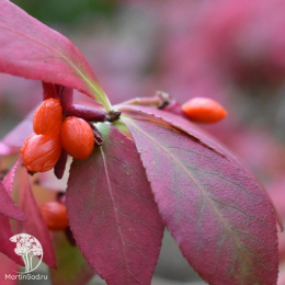 Бересклет крылатый аптерус