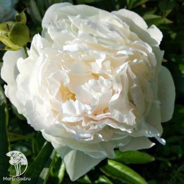 Фото Пион Марила Бьюти