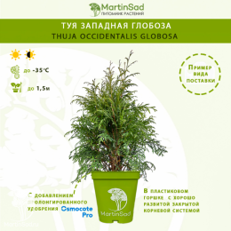 Туя западная Глобоза