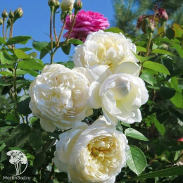 Роза Гламис Кастл