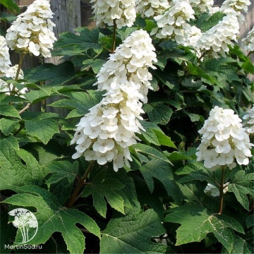 Фото Гортензия дуболистная Айс Кристал