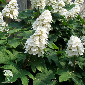 Фото Гортензия дуболистная Айс Кристал
