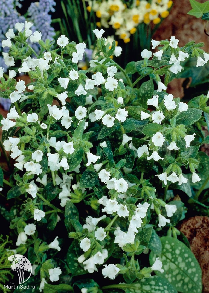 Медуница белая. Медуница белая Садовая. Медуница Sissinghurst White. Медуница гибридная Opal. Медуница купить саженцы