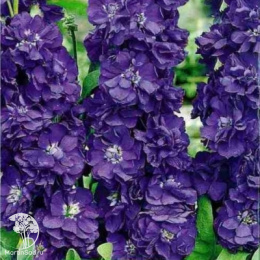 Левкой высокорослый Чудо лавандовый