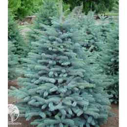 Ель колючая Глаука Марси