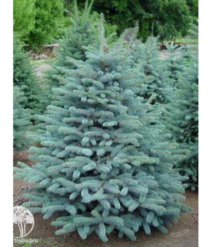 Фото Ель колючая Глаука Марси