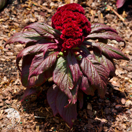 Целозия гребенчатая Императрица