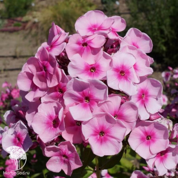 Фото Флокс Метельчатый Милый друг