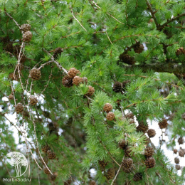Лиственница Маршлинса