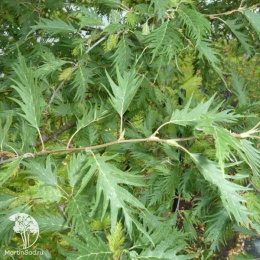 Ольха черная Лациниата