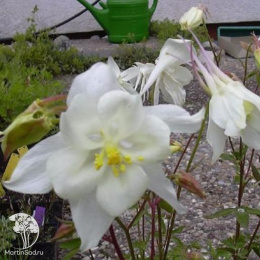 Аквилегия Кристалл, культурная