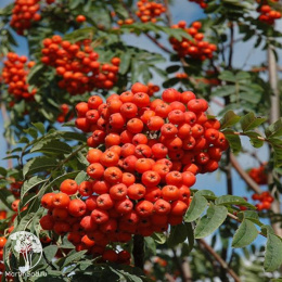 Рябина обыкновенная Россика Майор