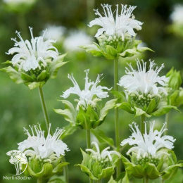 Монарда гибридная Би Брайт