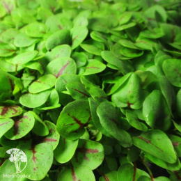 Щавель Сангвиник