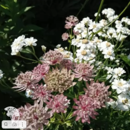 Астранция крупная