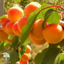 Абрикос Цезарь