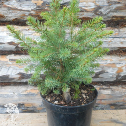 Ель новогодняя Сербская 40-60 см