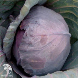 Капуста краснокочанная Бенефис F1