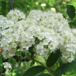 Рябина промежуточная