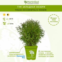 Туя западная Хозери