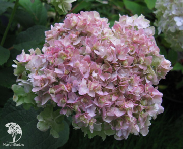 Фото Гортензия покрывальцевая Екуданка