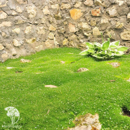 Мшанка шиловидная