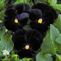 Виола Водопад черный F1 Виттрока (амп.) (Анютины глазки) серия Блэк